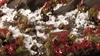 Gamers Grass - Laliguras Flowers (6mm)
