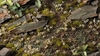 Gamers Grass - White Lily Tiny Flowers (4mm)