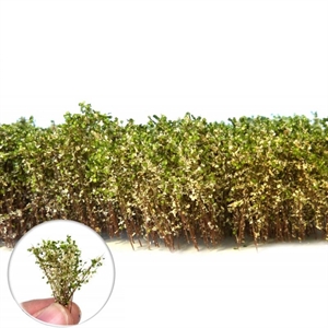 Green Stuff World - Tall Shrubs White-Green