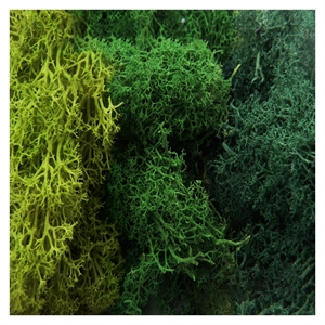 Green Stuff World - Islandmoos